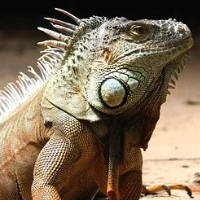 Lizard Scalper Pro 外汇EA-EA侦探社 - 全球领先的MQL5官网外汇EA机器人MT4自动化交易EA资源免费分享网站