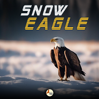 Snow Eagle 外汇EA-EA侦探社 - 全球领先的MQL5官网外汇EA机器人MT4自动化交易EA资源免费分享网站