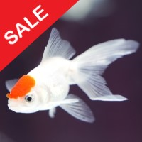 Mql5官网 Fish n Grid 外汇EA-EA侦探社 - 全球领先的MQL5官网外汇EA机器人MT4自动化交易EA资源免费分享网站