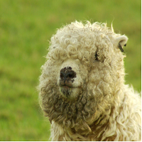 Mql5官网 Fluffy Sheep 外汇EA-EA侦探社 - 全球领先的MQL5官网外汇EA机器人MT4自动化交易EA资源免费分享网站