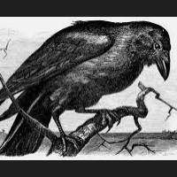 Mql5官网 The Raven EA 外汇EA-EA侦探社 - 全球领先的MQL5官网外汇EA机器人MT4自动化交易EA资源免费分享网站
