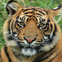 Mql5官网 Tiger EA MT4 外汇EA-EA侦探社 - 全球领先的MQL5官网外汇EA机器人MT4自动化交易EA资源免费分享网站