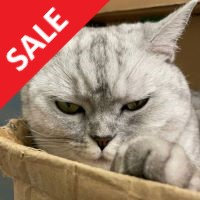 Mql5官网 Hunting Cat Scalper 外汇EA-EA侦探社 - 全球领先的MQL5官网外汇EA机器人MT4自动化交易EA资源免费分享网站