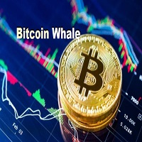 Mql5官网 BitcoinWhale 外汇EA-EA侦探社 - 全球领先的MQL5官网外汇EA机器人MT4自动化交易EA资源免费分享网站