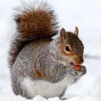 Mql5官网 Squirrel Trader Pro 外汇EA-EA侦探社 - 全球领先的MQL5官网外汇EA机器人MT4自动化交易EA资源免费分享网站