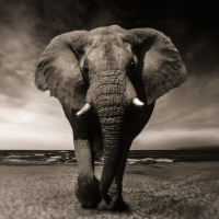 Mql5官网 Elephant Candle 外汇EA-EA侦探社 - 全球领先的MQL5官网外汇EA机器人MT4自动化交易EA资源免费分享网站