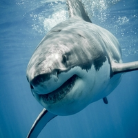 Mql5官网 White Shark 外汇EA-EA侦探社 - 全球领先的MQL5官网外汇EA机器人MT4自动化交易EA资源免费分享网站