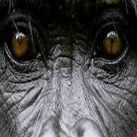 Mql5官网 TheGorillaEA 外汇EA-EA侦探社 - 全球领先的MQL5官网外汇EA机器人MT4自动化交易EA资源免费分享网站