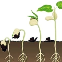 Mql5官网 The seed of a big tree 外汇EA-EA侦探社 - 全球领先的MQL5官网外汇EA机器人MT4自动化交易EA资源免费分享网站
