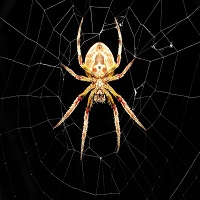 Mql5官网 Spider Grid 外汇EA-EA侦探社 - 全球领先的MQL5官网外汇EA机器人MT4自动化交易EA资源免费分享网站